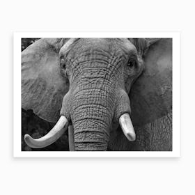 Elephants Head Art Print