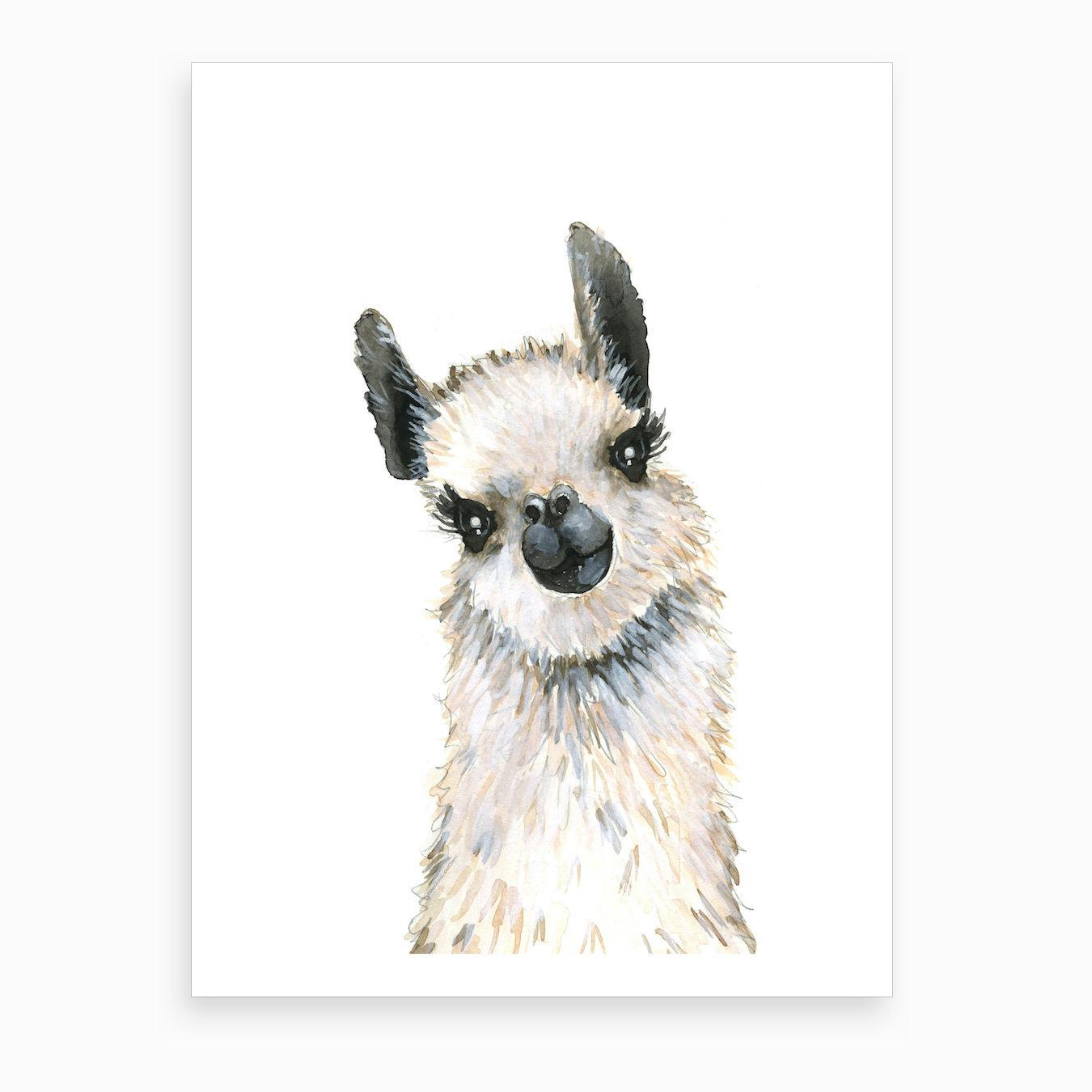 baby llama stuff