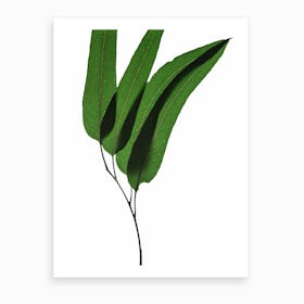Green Leaf II Art Print