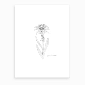 Edelweiss Art Print