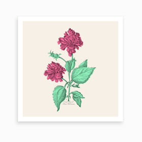 Rose Hibiscus Art Print