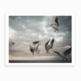 Seagull Iv Art Print