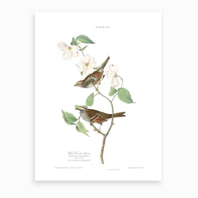 White Throated Sparrow Art Print