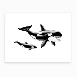 Killer Whale Art Print