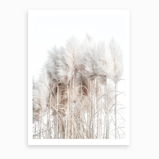Pampas Grass I Art Print