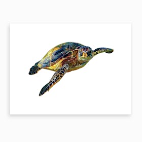 Hawksbill Sea Turtle Art Print