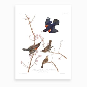 Red Winged Starling Art Print