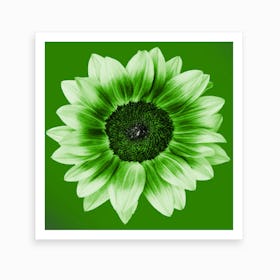 Lime Green Sunflower Square Art Print