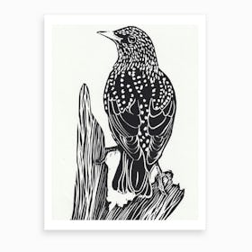 Starling Art Print