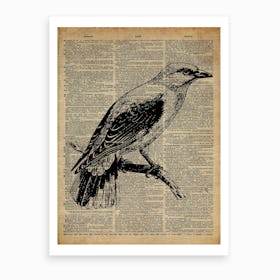 Chaffinch Bird Art Print