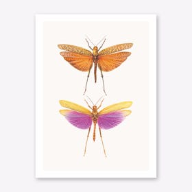 Insects I Art Print