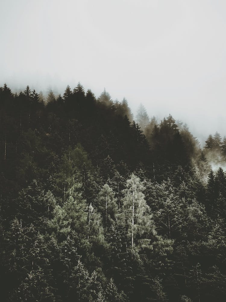 A forest of trees photo – Free Nature Image on Unsplash