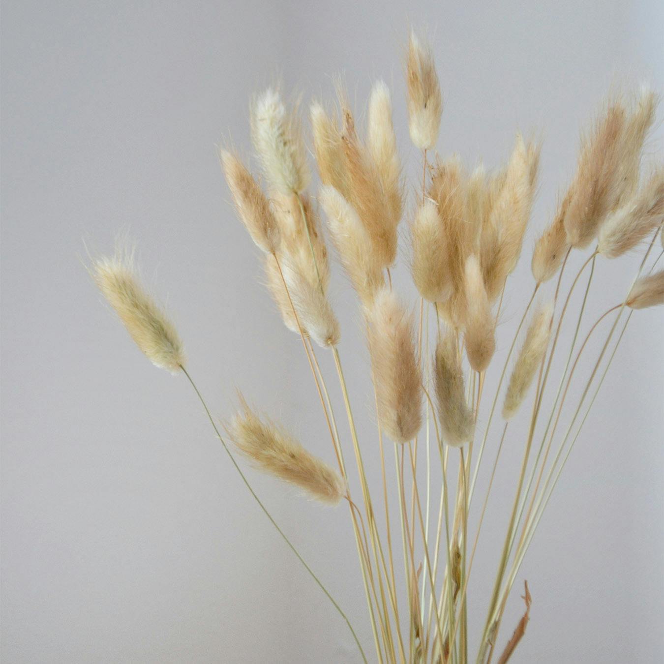 Bunny Tails Dried Flower Bunch - Natural By Pampas & Bloom - Fy