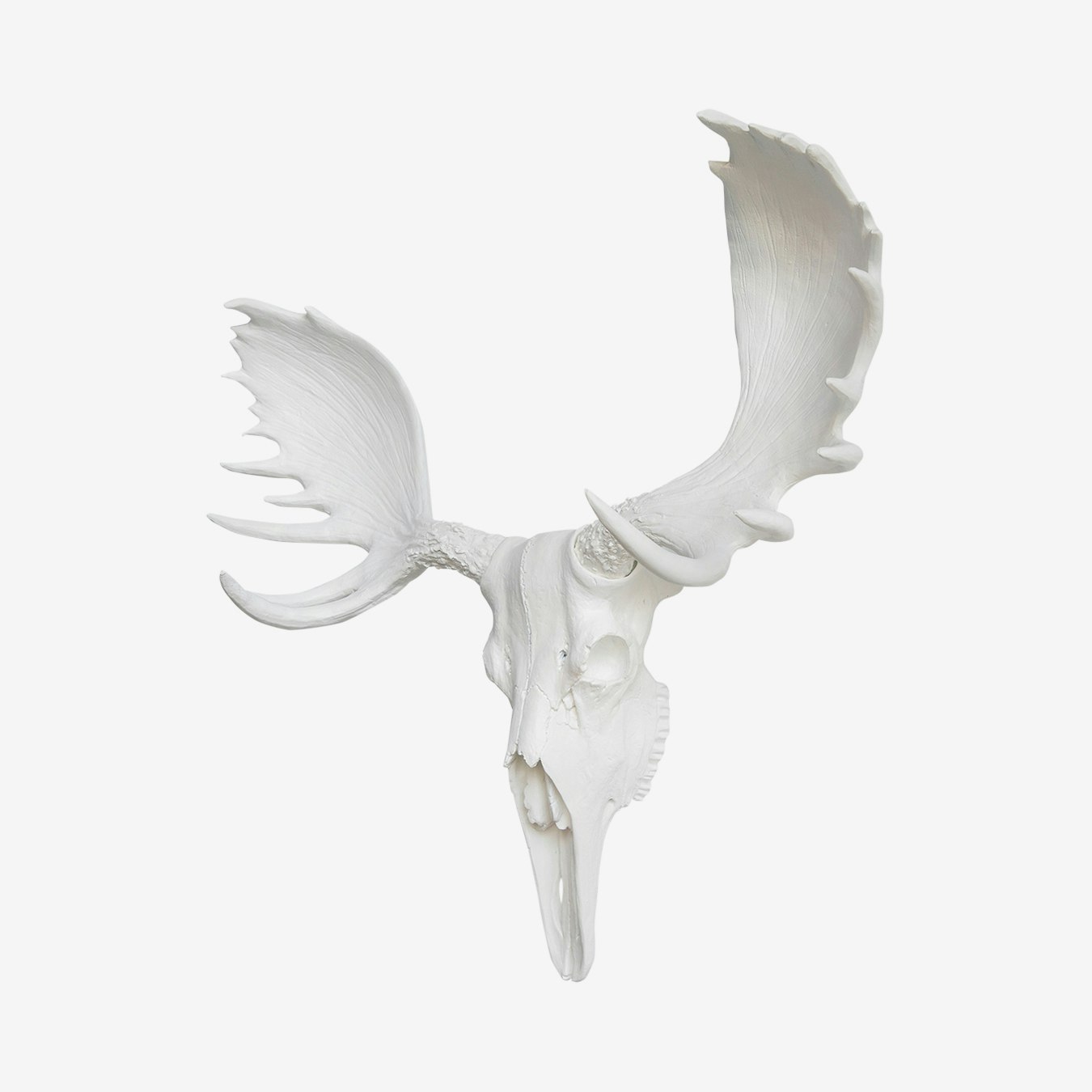 Faux Moose Skull Mount - White by Near and Deer - Fy