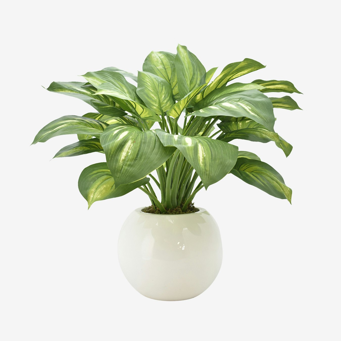 Hosta Plant in Vase by Creative Displays, Inc. Fy