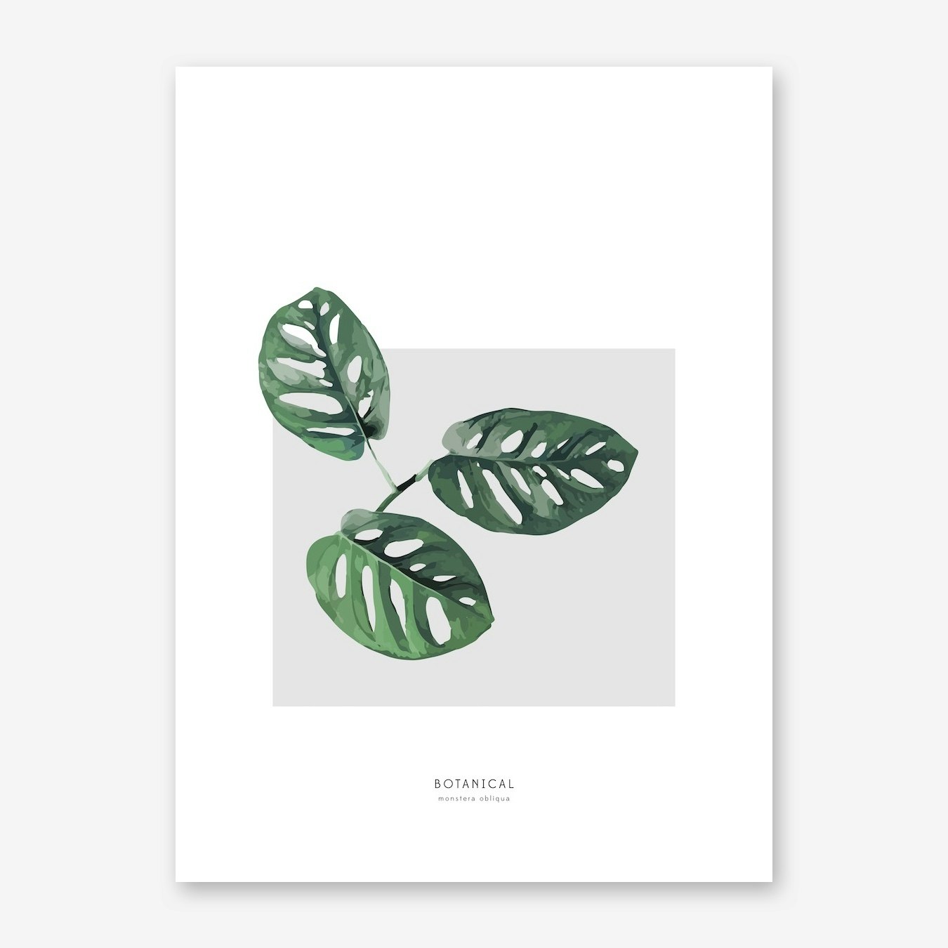 Monstera Obliqua Art Print by noo.ma - Fy