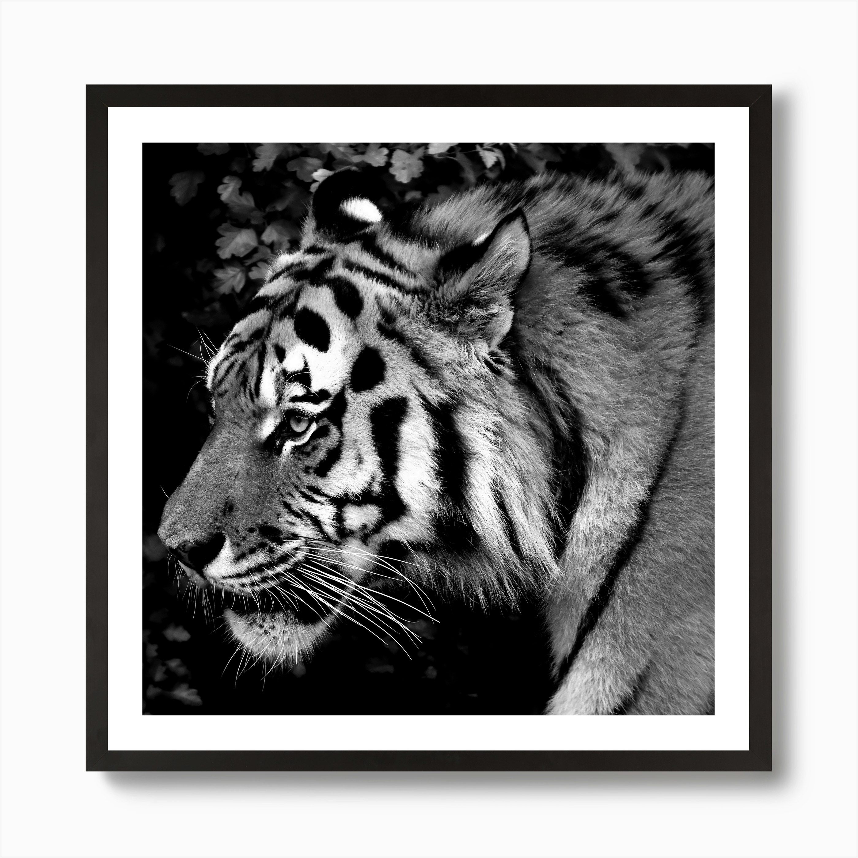 Tiger Art Print by Thula Photography Fy