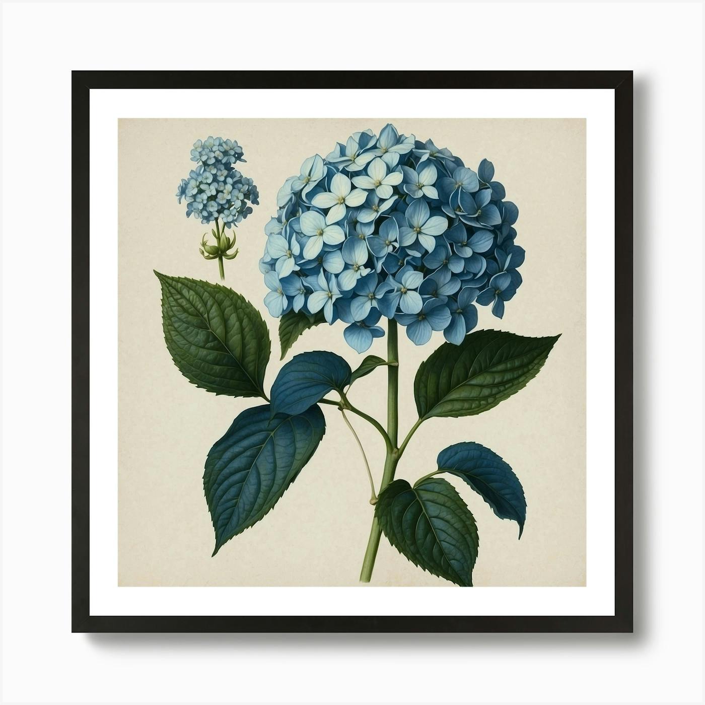 Outlet Officina Naturalis for Two's Company Botanical Art Hydrangea Paniculata Framed