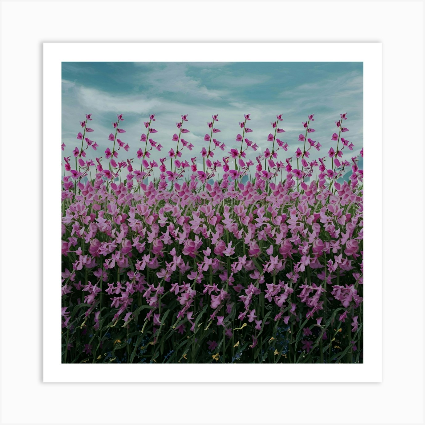 Field Of Pink Flowers Art Print by Balram Giri - Fy