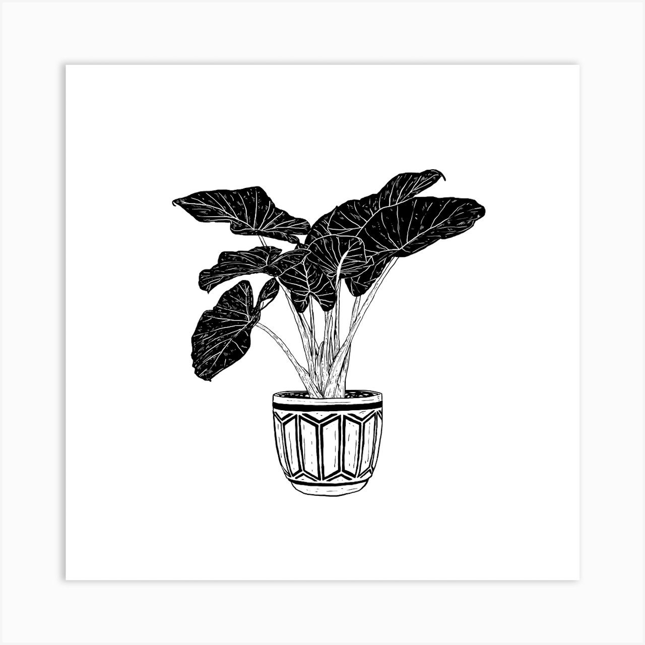 Plant 4 Square Canvas Print by Nick Cocozza - Fy