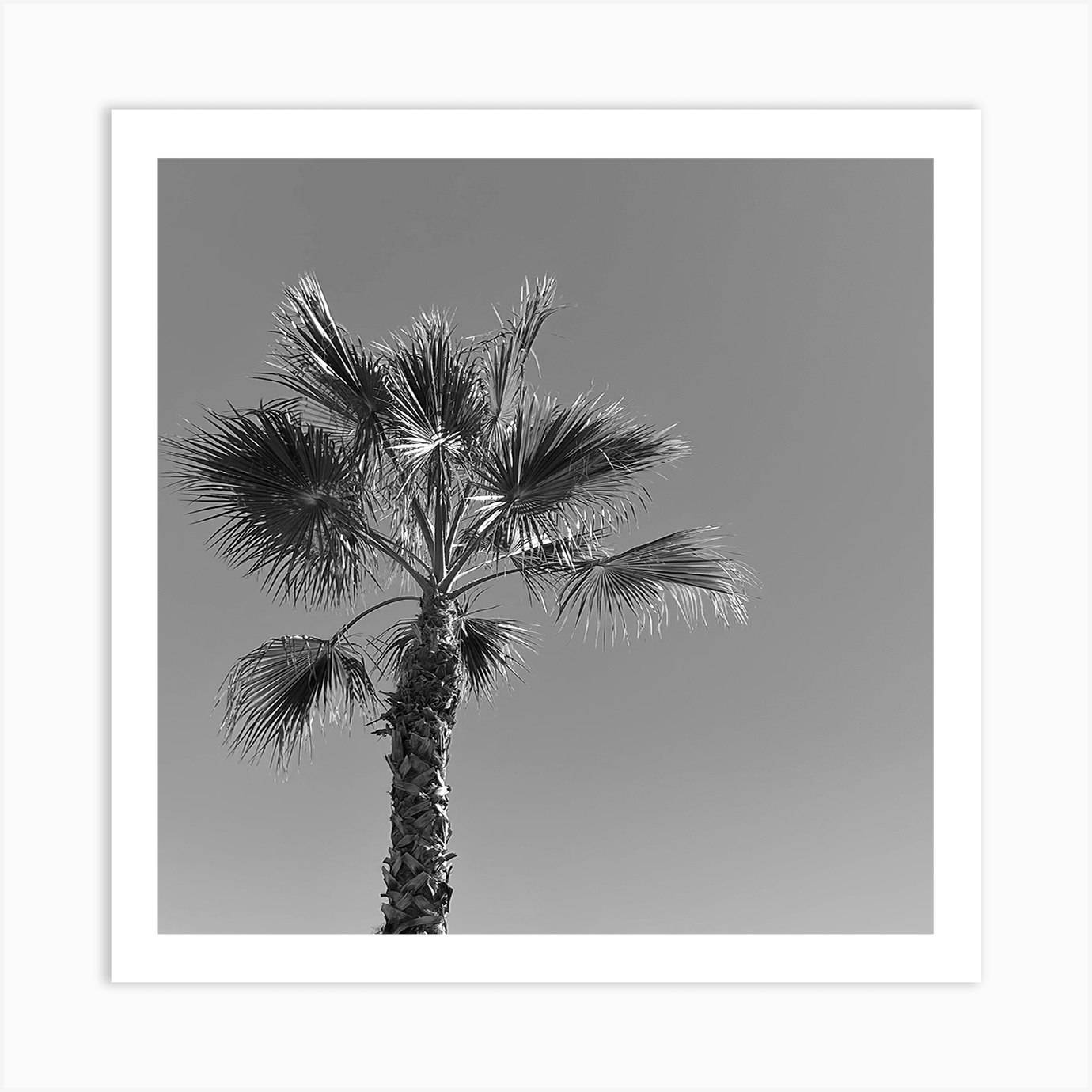 Black and White Palm Tree Art Print by Sonia Aguilar Fy