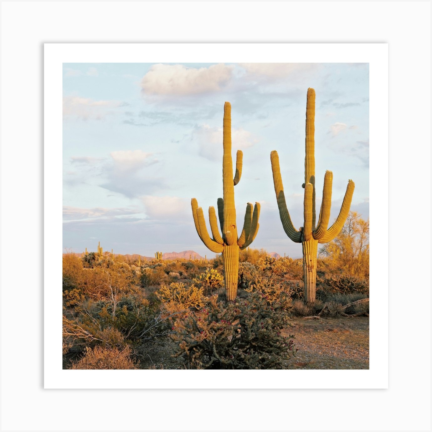 Two Saguaro Cactus Art Print by Golden Saguaro - Fy