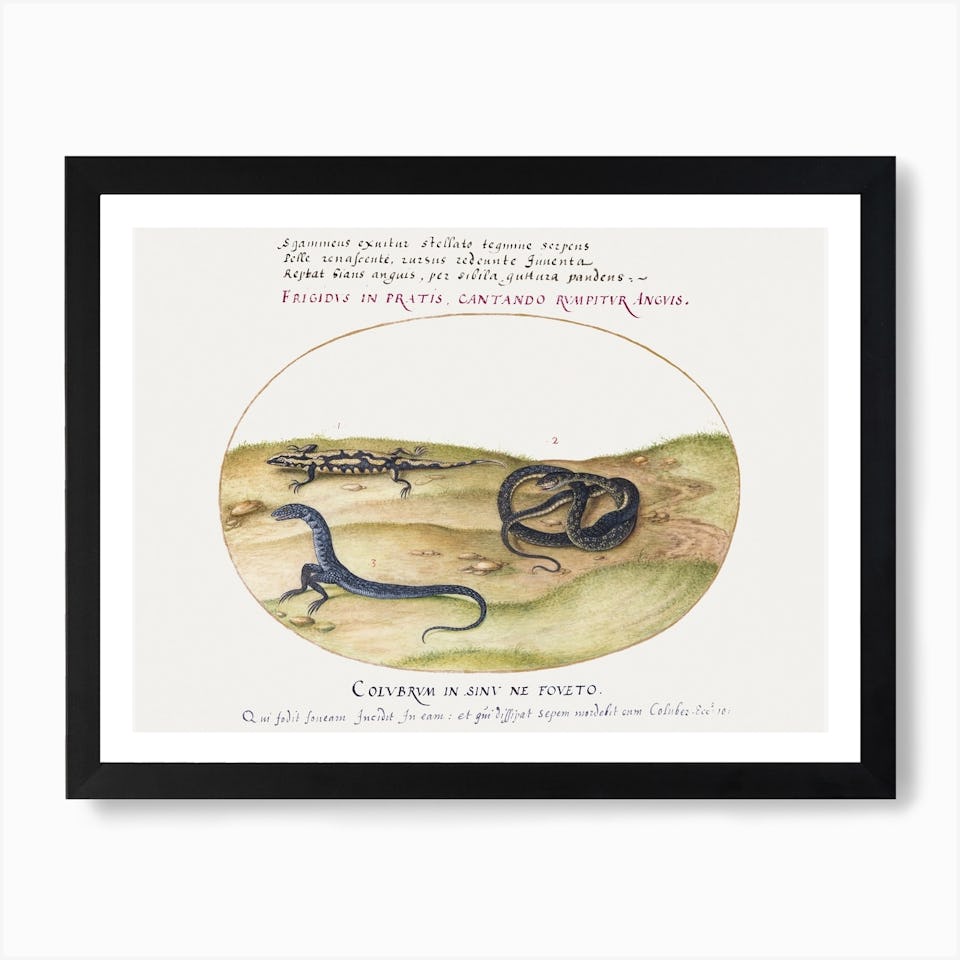 Snakes Posters | Shop Fy