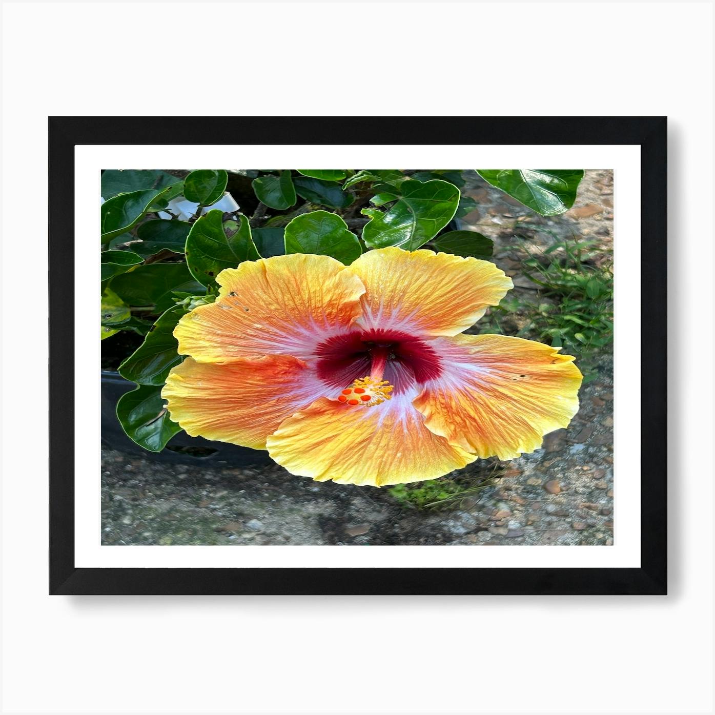 Orange Hibiscus Flower 1 Art Print by BEATY - Fy Orange Hibiscus Flower 1 Art Print by BEATY - Fy