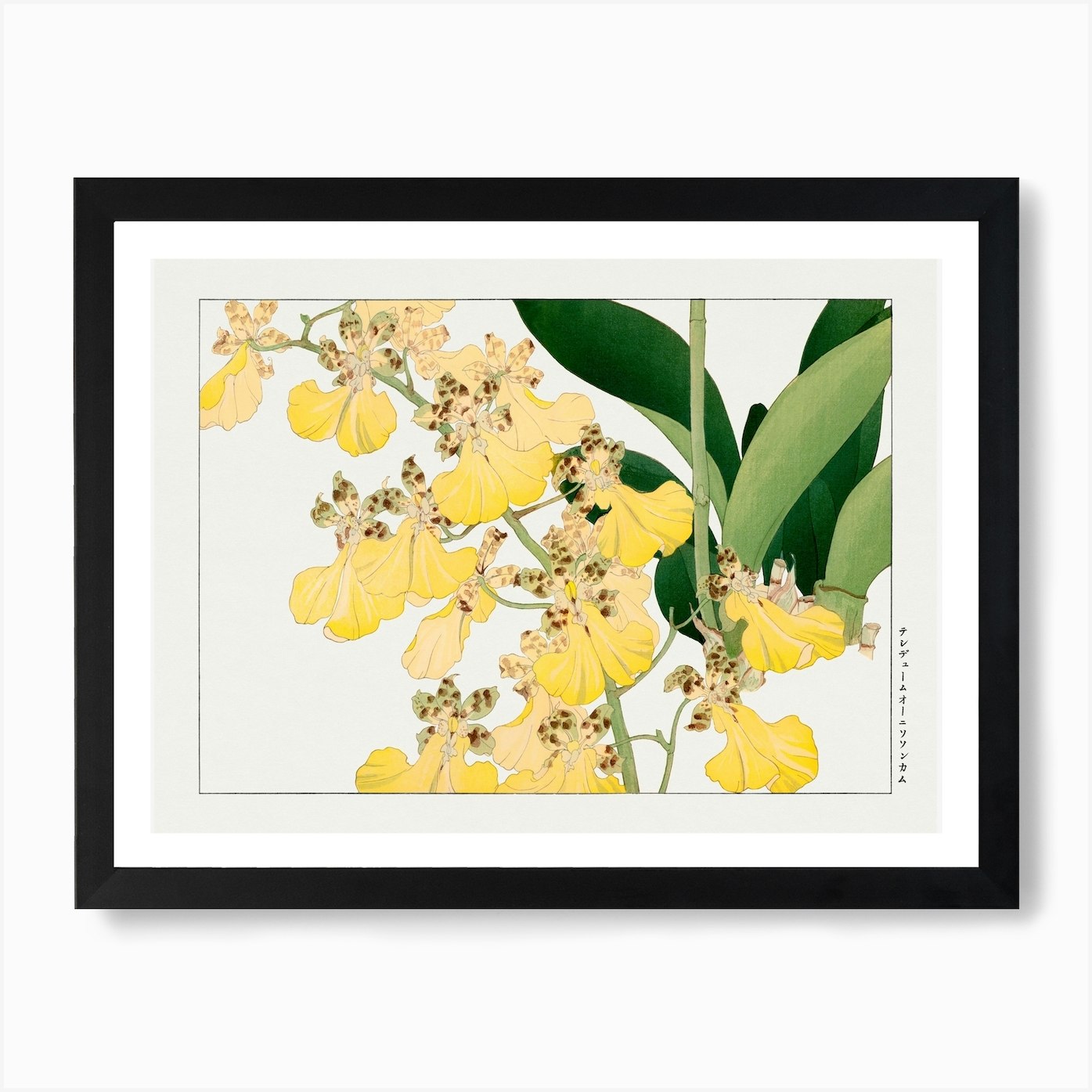 Vintage Orchid Flower, Tanigami Kônan Art Print by Fy! Classic Art ...