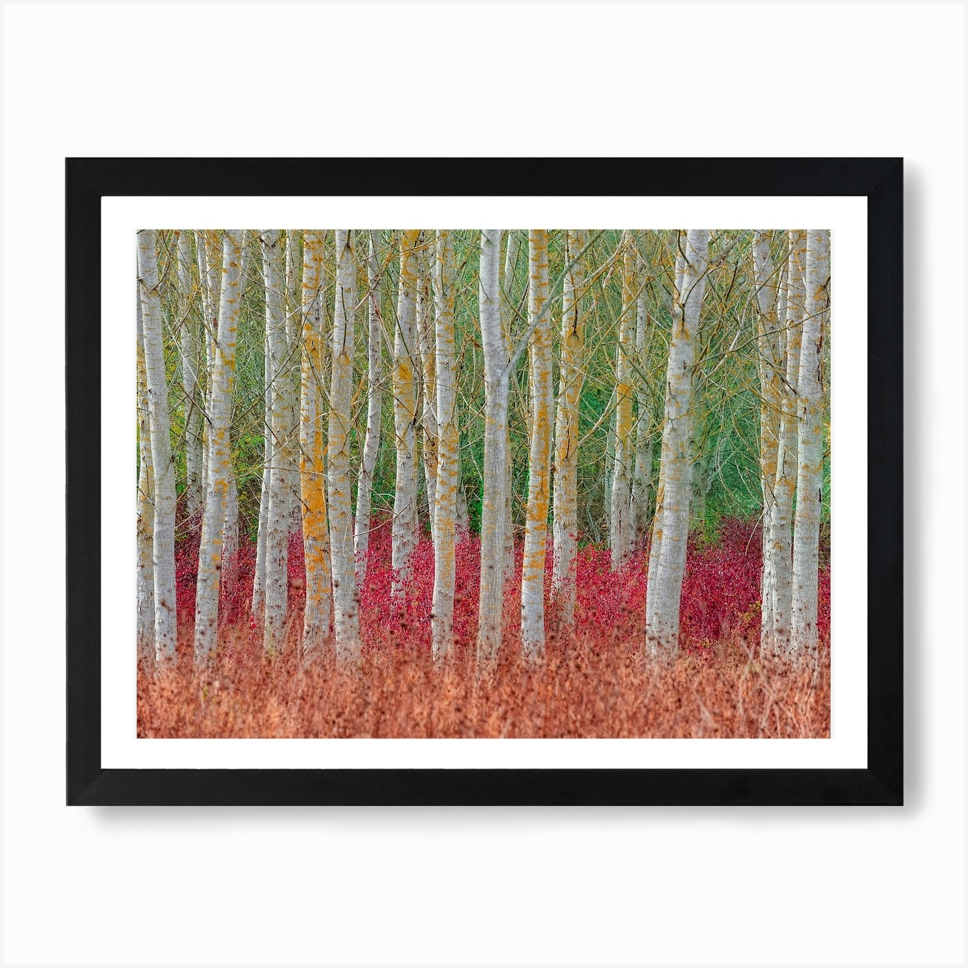 Birch Forest Art Print by 1x - Fy