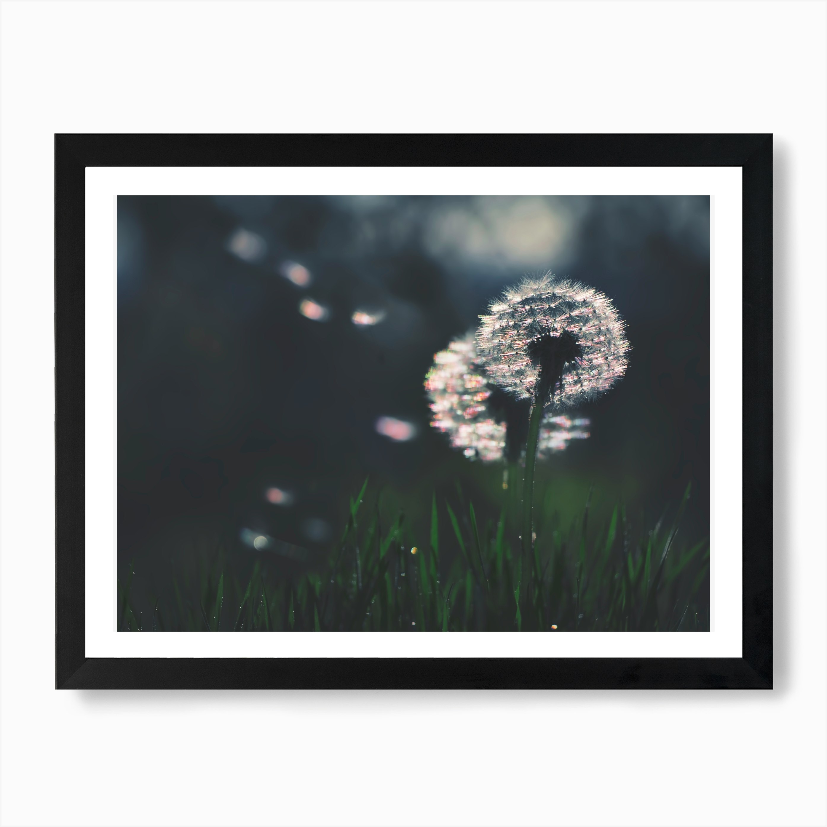 Dandelion Make a Wish Art Print by Ingrid Beddoes Fy