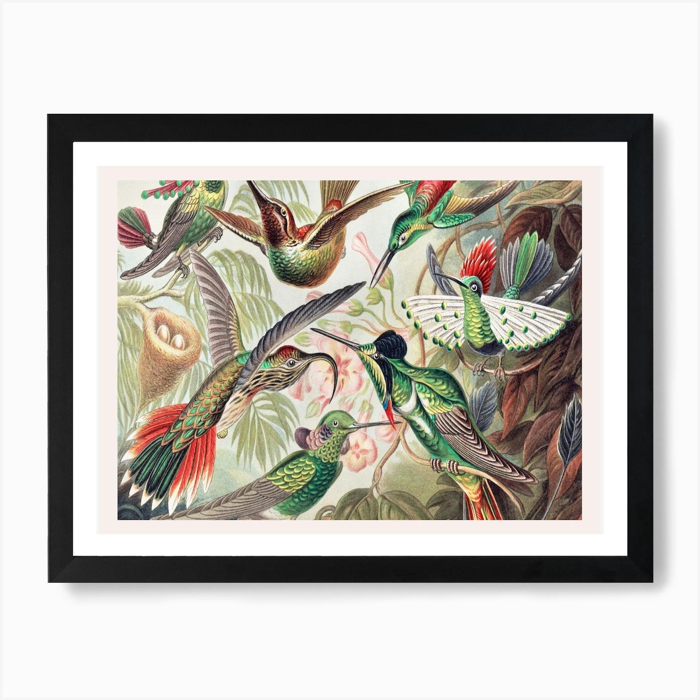 ARTCANVAS Hummingbirds 1904 Canvas Art Print by Ernst Haeckel good