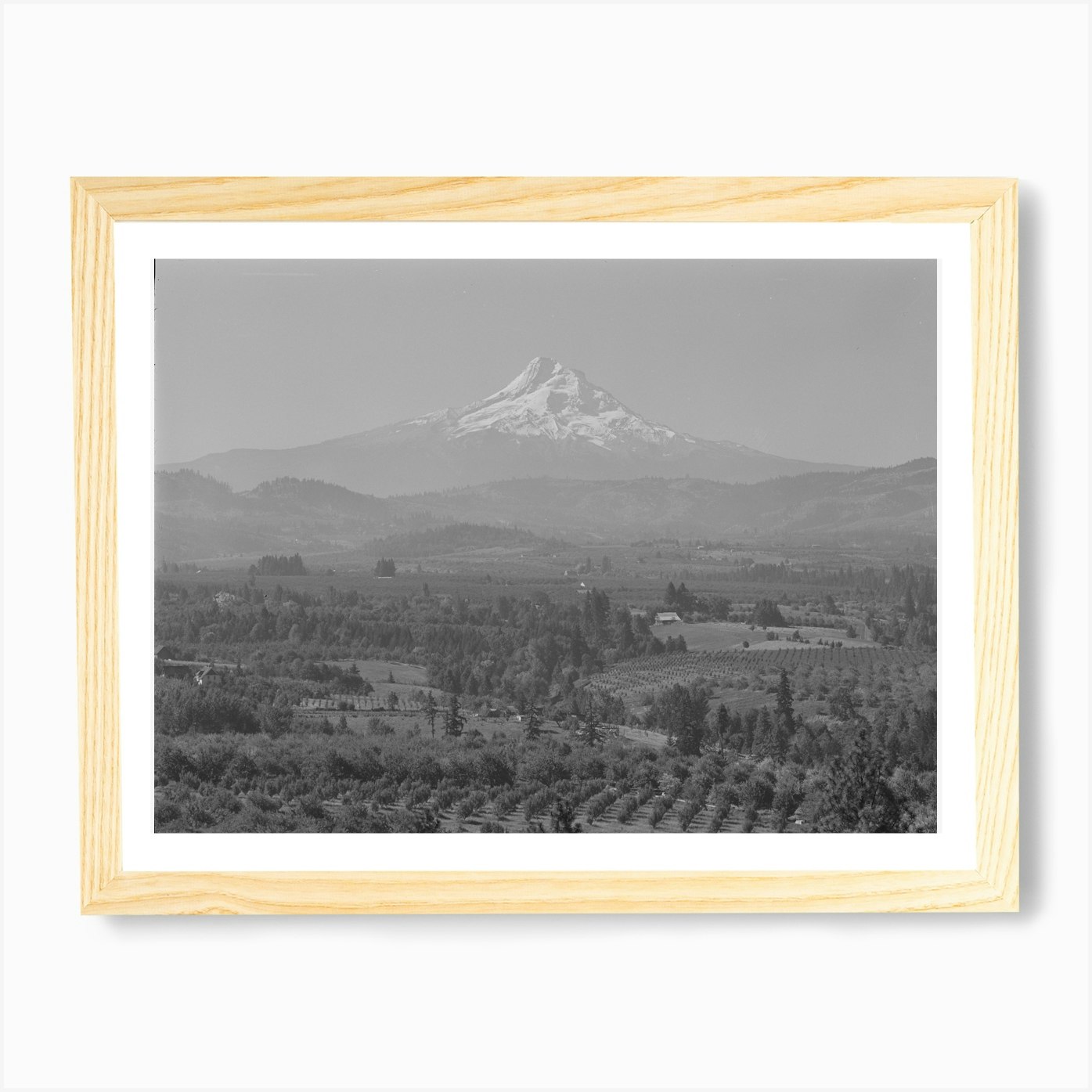 Orchards In Hood River Valley,Mount Hood In Background Art Print by Fy ...