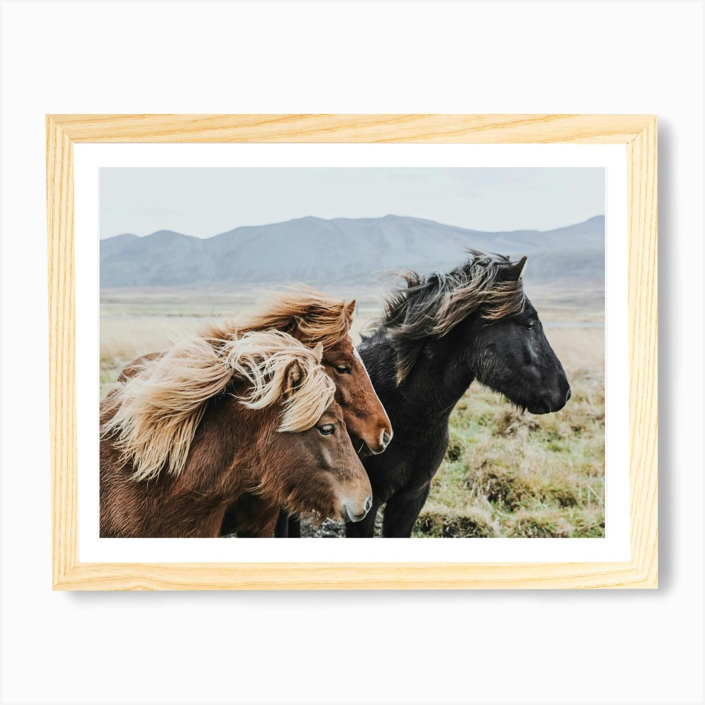 FRAMED PHOTO deals - Icelandic Horse