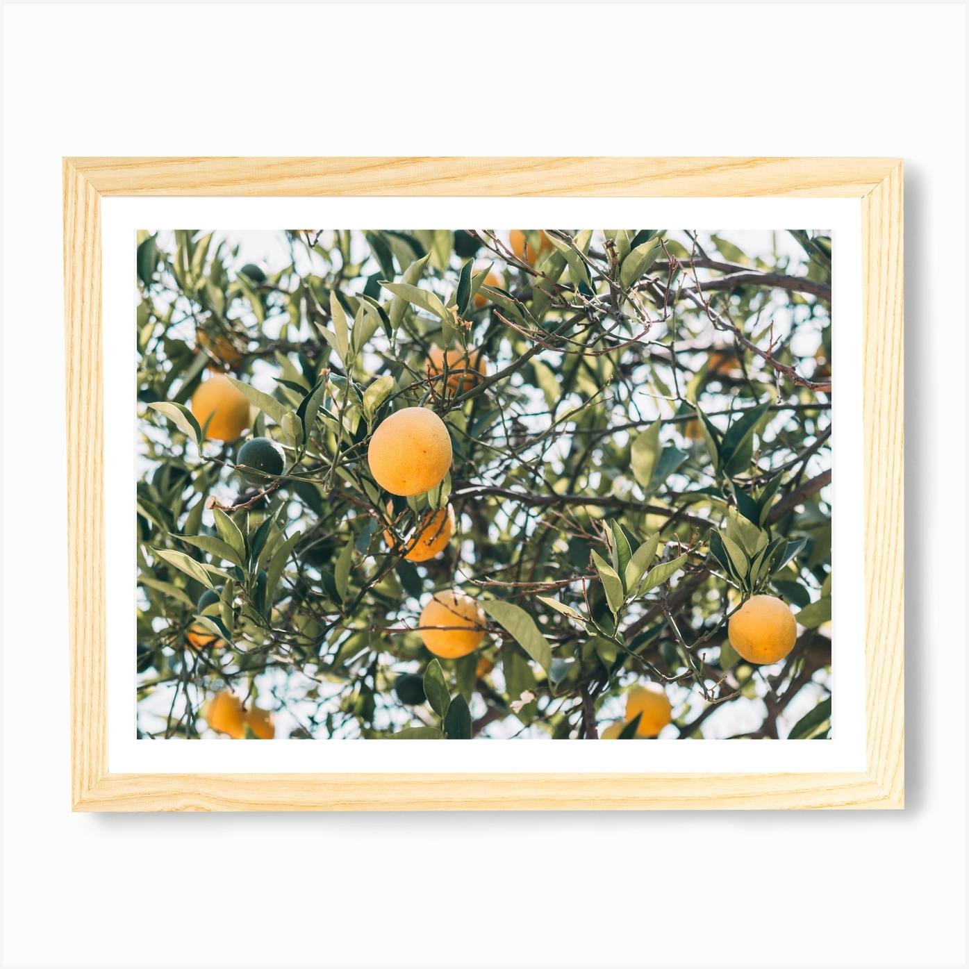 Orange Tree Art Print By Pati Photography - Fy