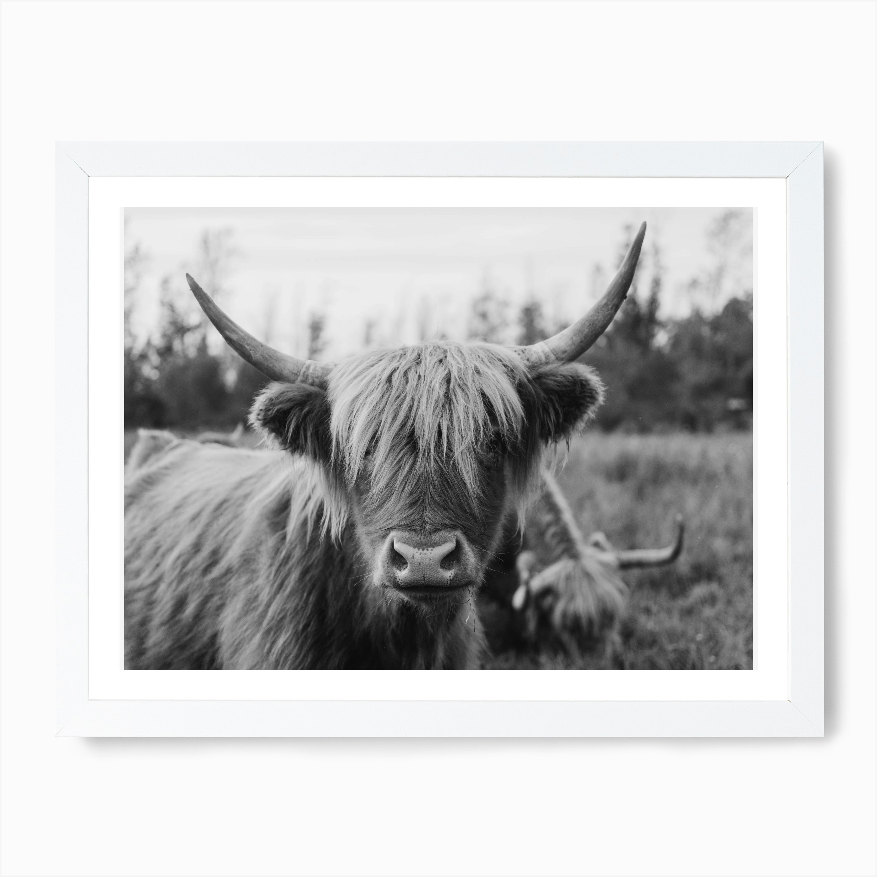 Highland Cow Black And White Animal Art Print by Chelsea Victoria ...