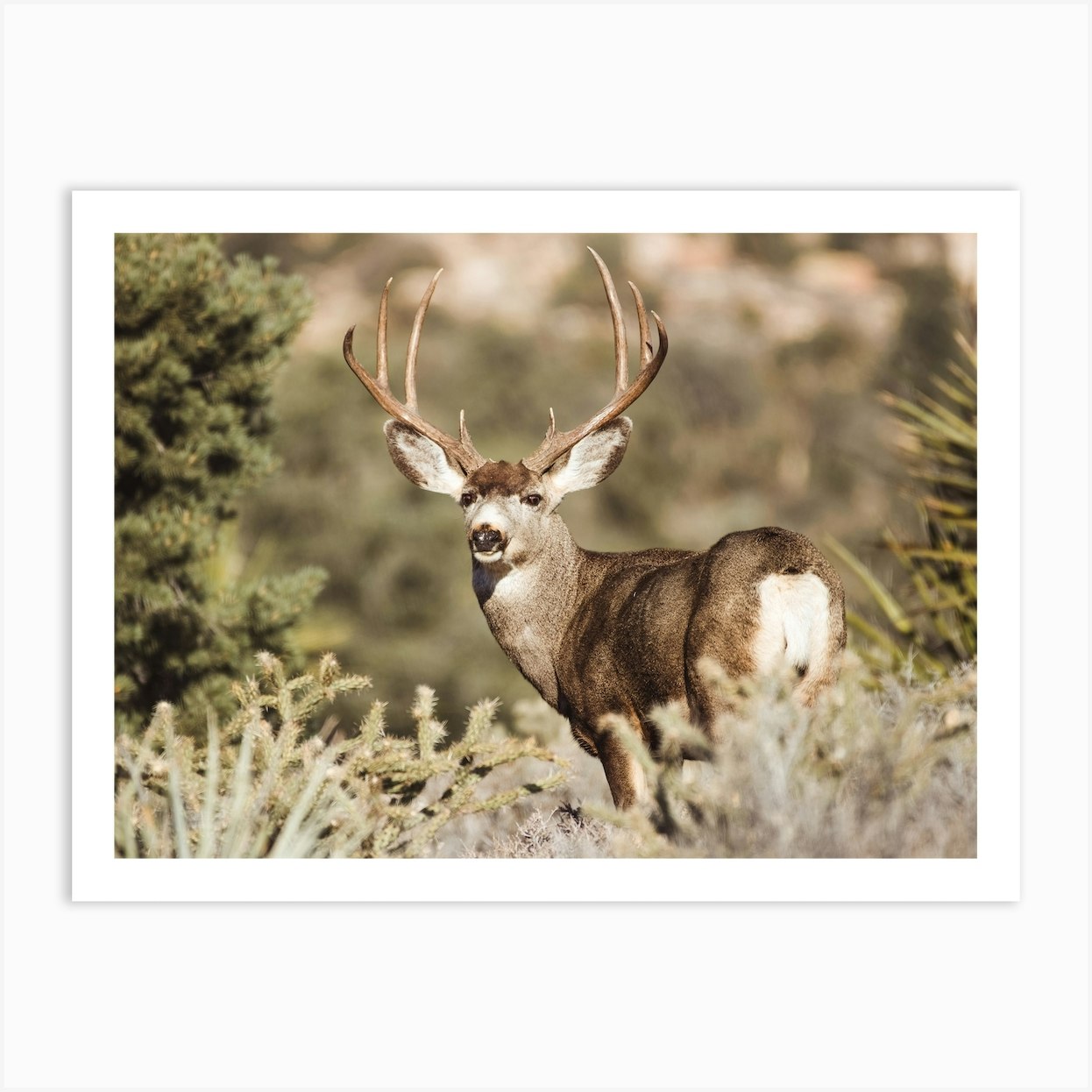 Deer In Sagebrush Art Print by Boheme At Home - Fy