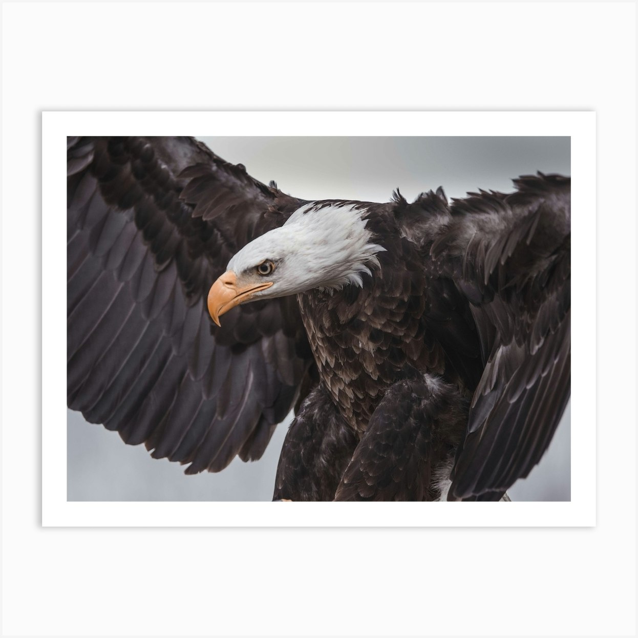 Bald Eagle Stance Art Print by Western Range - Fy