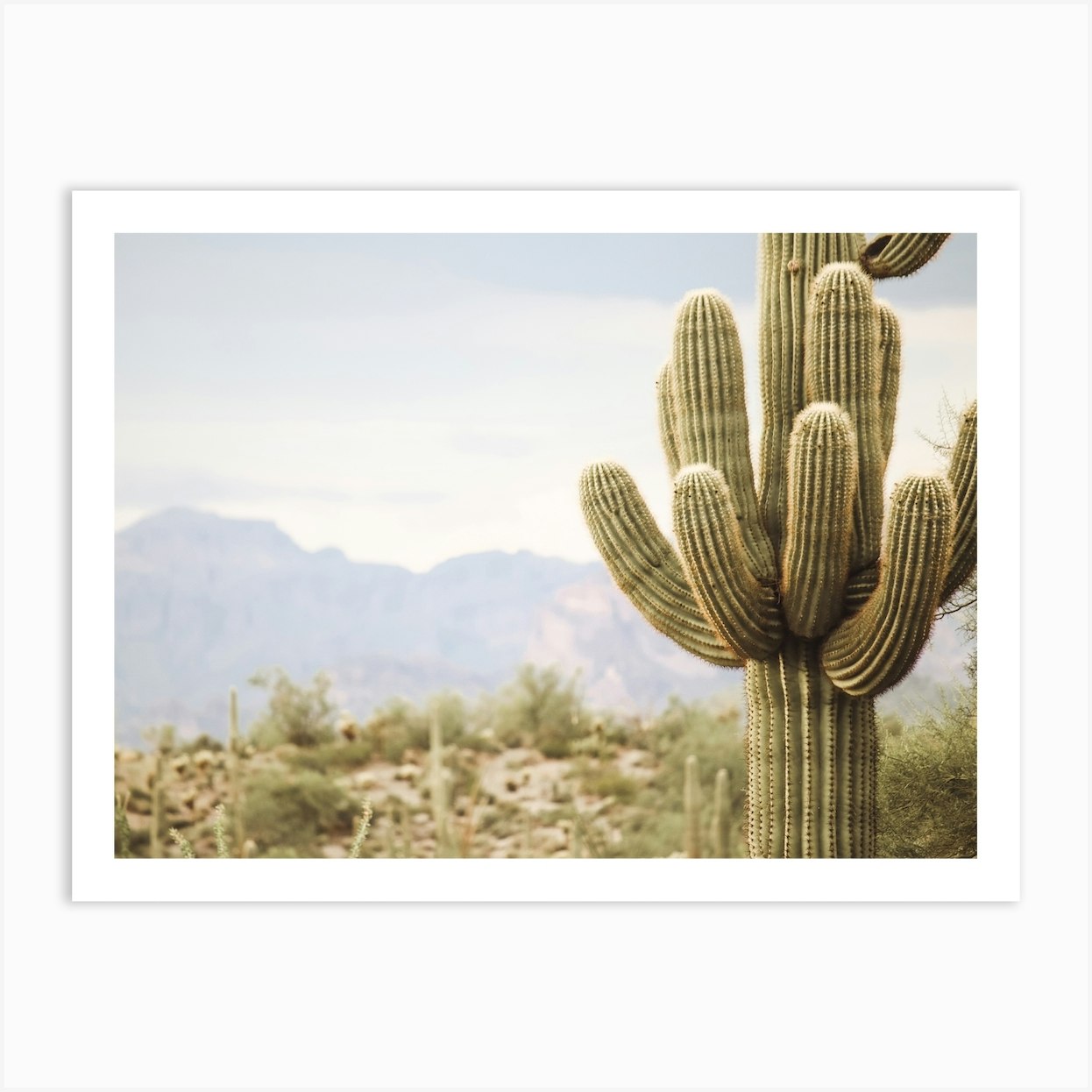 Cave Creek Cactus Art Print by Boheme At Home Fy
