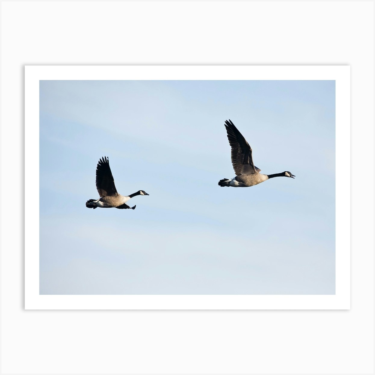 Canadian Geese In Flight 1 Art Print By Krfnatureart Fy