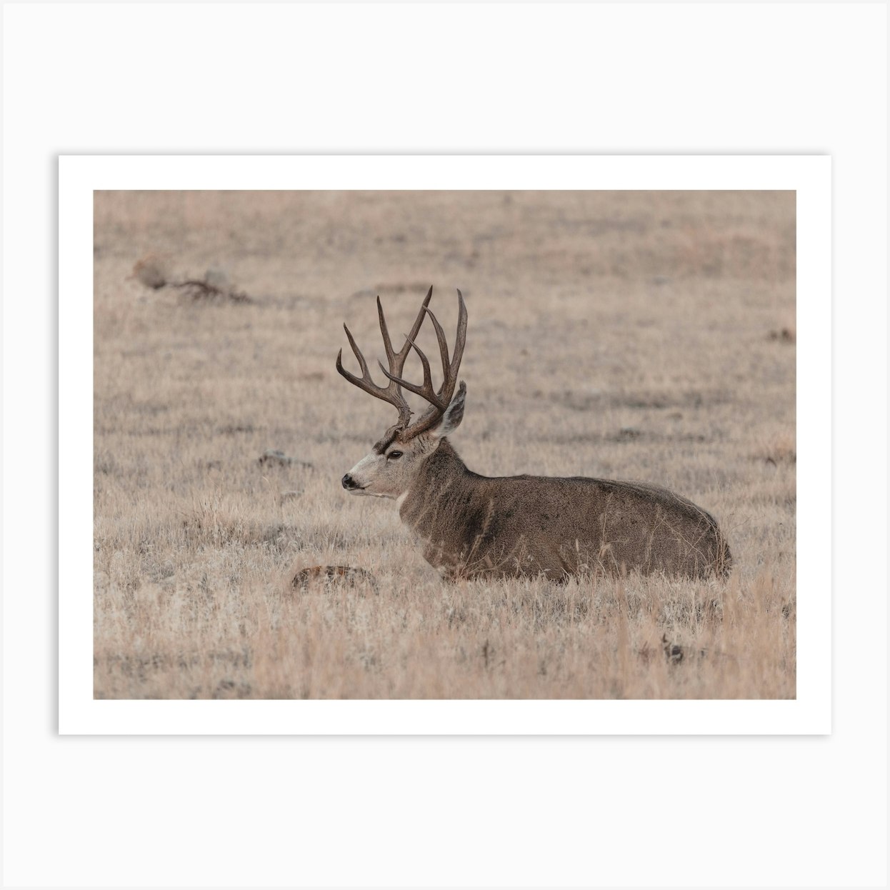 Mule Deer Resting Art Print by Western Range - Fy