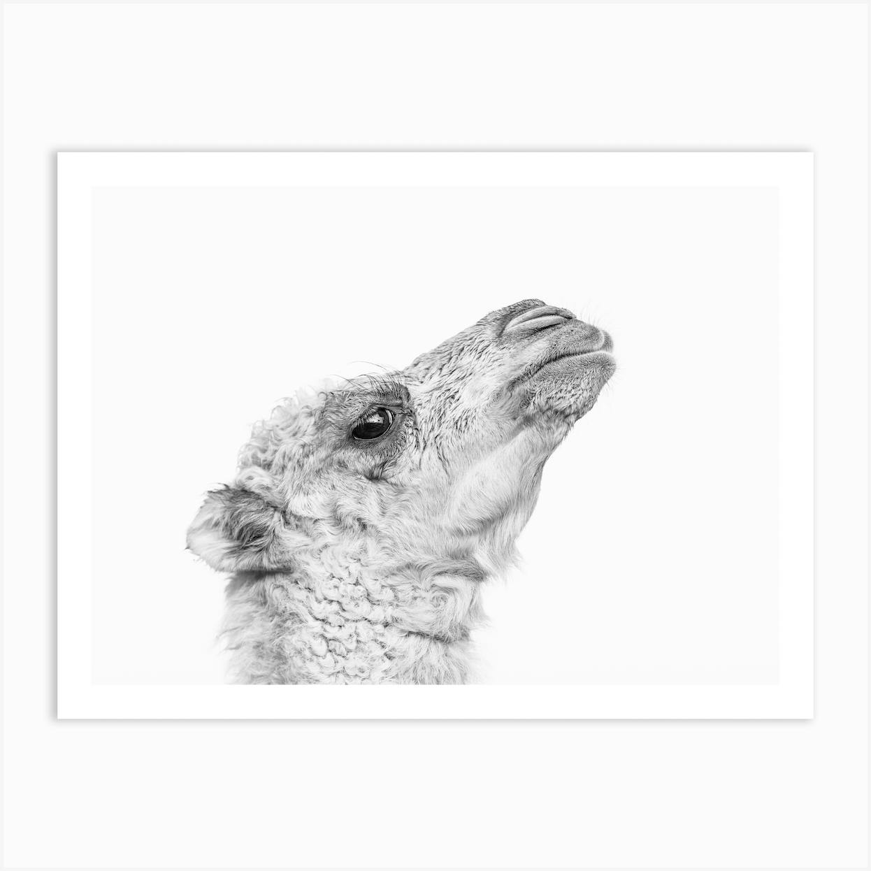 Camel Portrait Art Print by Photolovers Fy