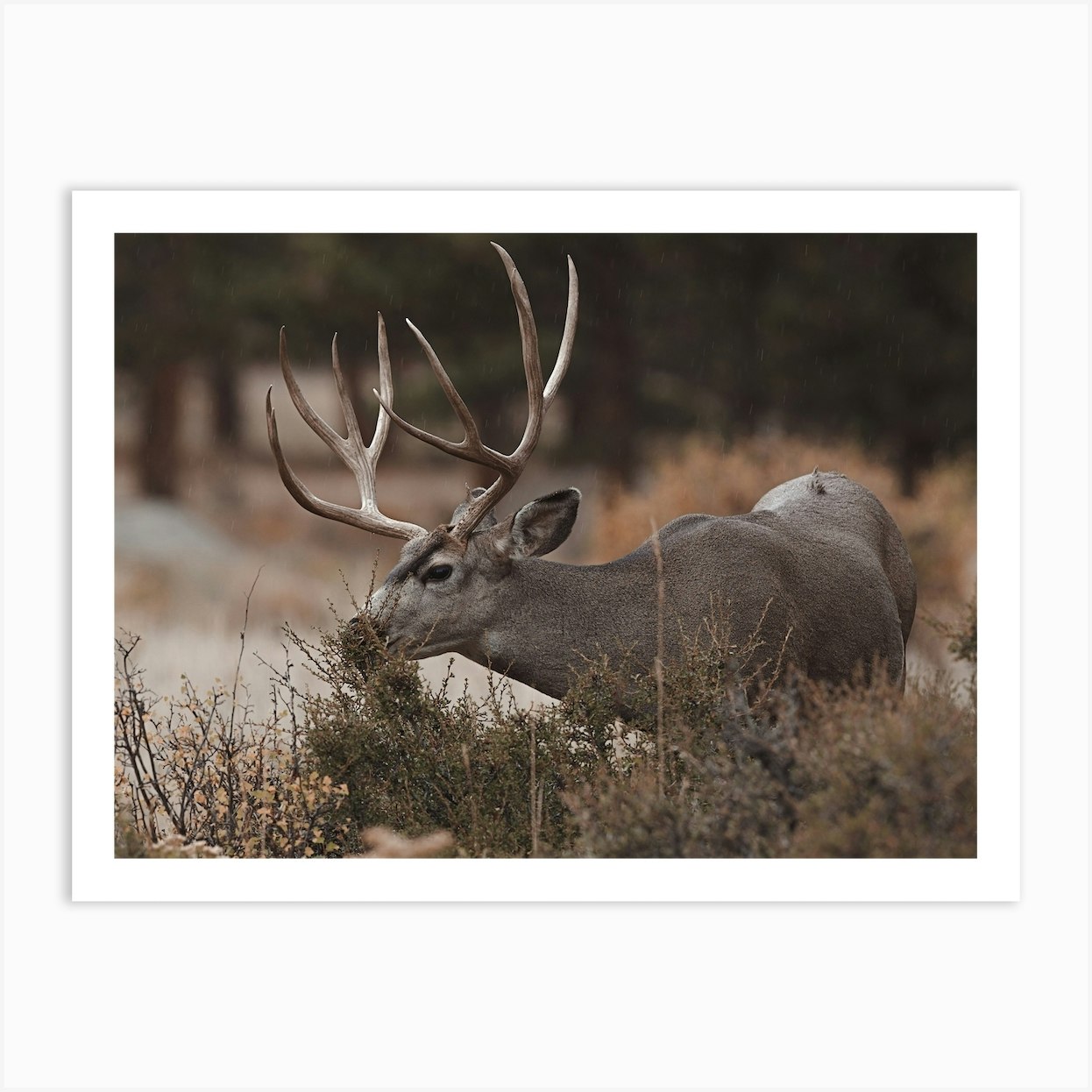 Grazing Mule Deer Art Print by Western Range - Fy