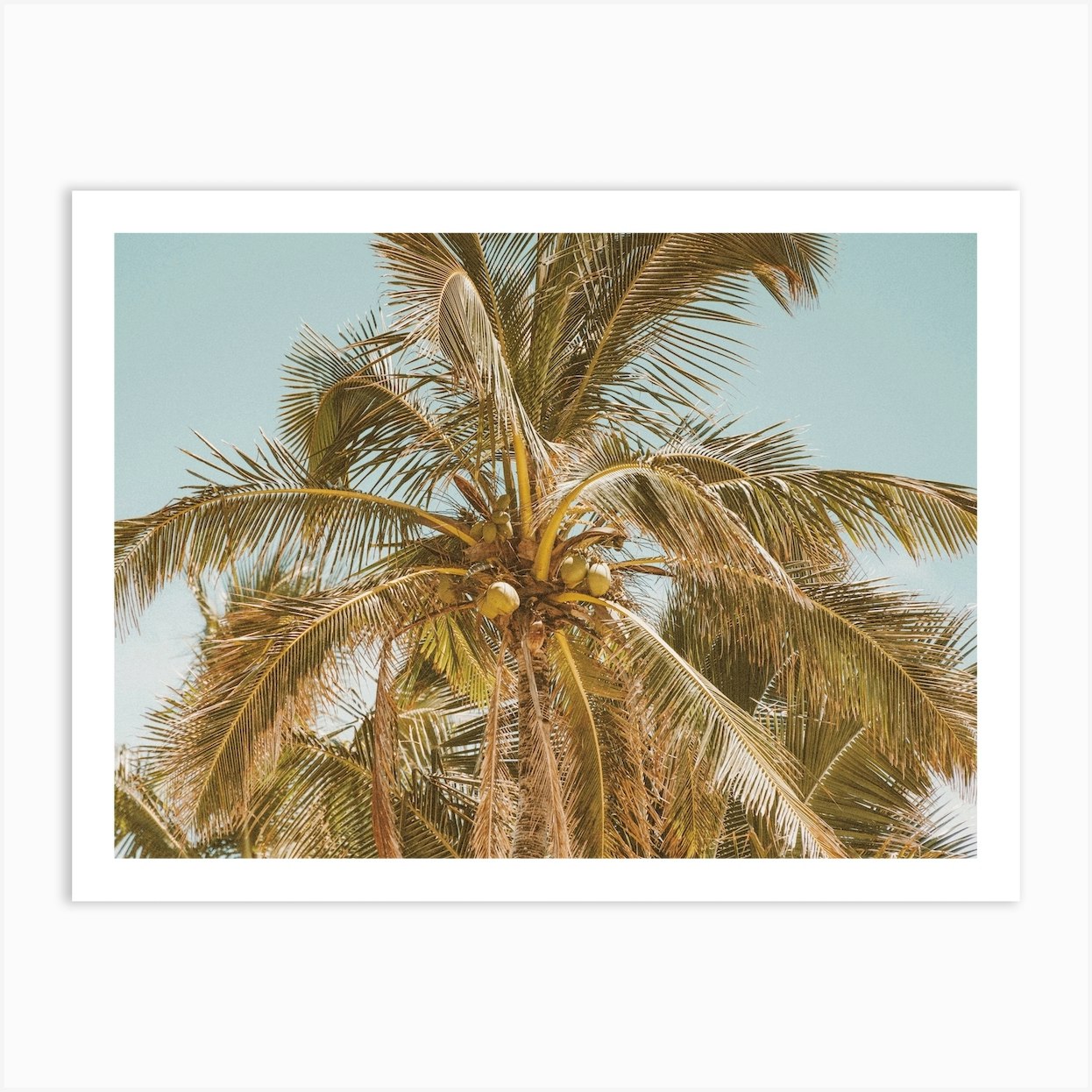 Coconut Palm Tree Art Print by Golden Saguaro - Fy