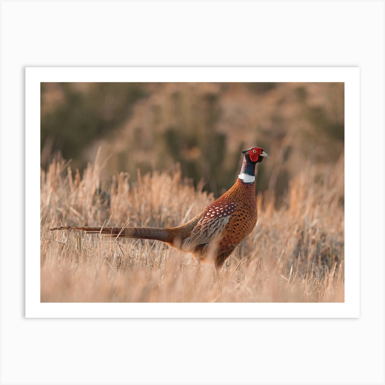 Montana Pheasant Art Print by Western Range Fy