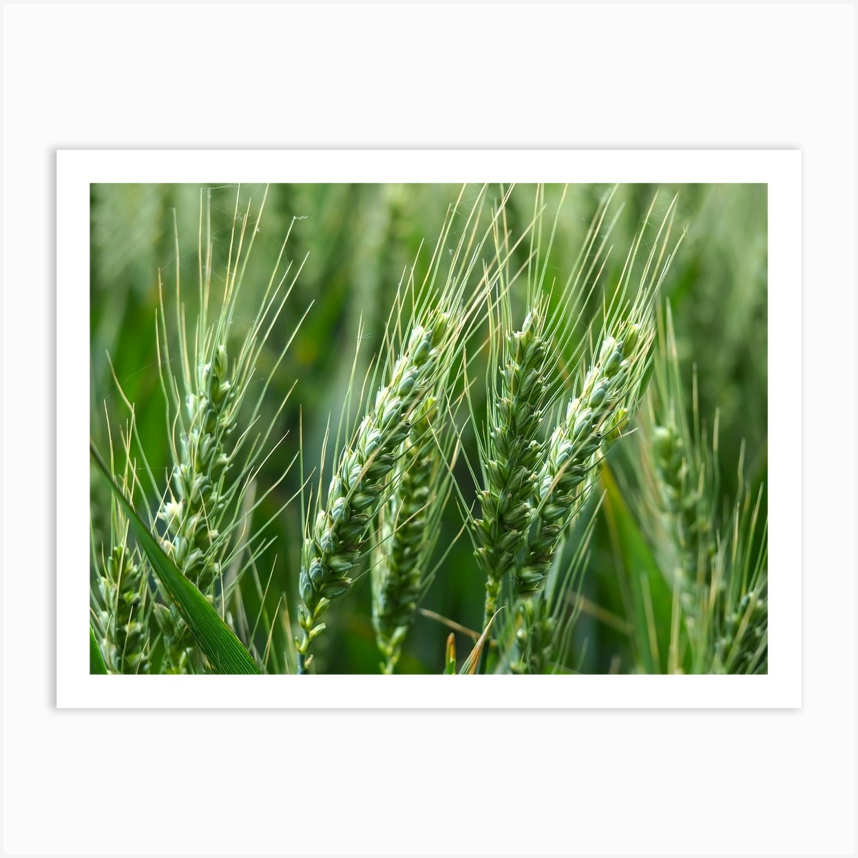 Wheat Art Print by ADC Images of Nature Fy