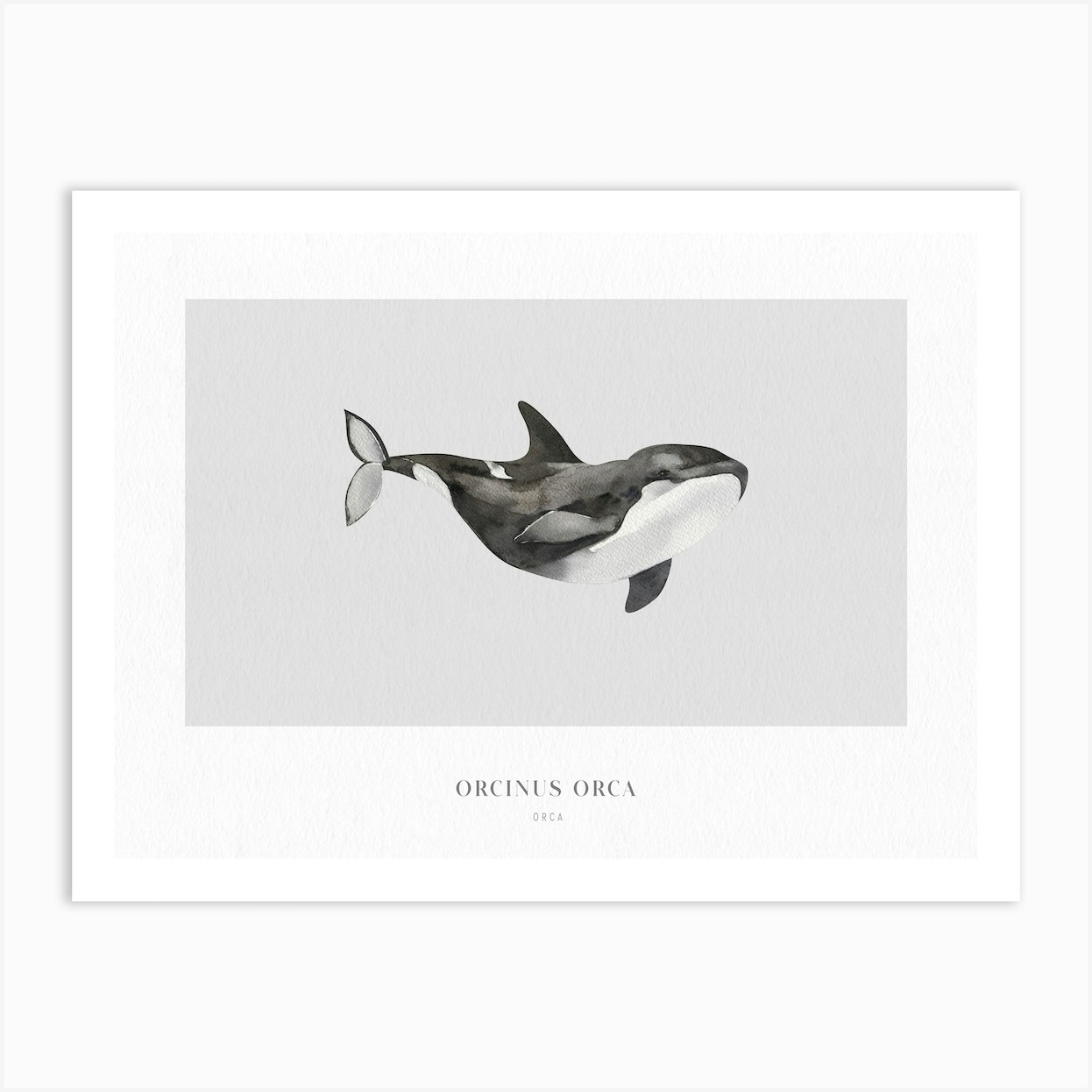 Boho Ocean 1 Orca Whale Art Print by Boho Print Collection - Fy