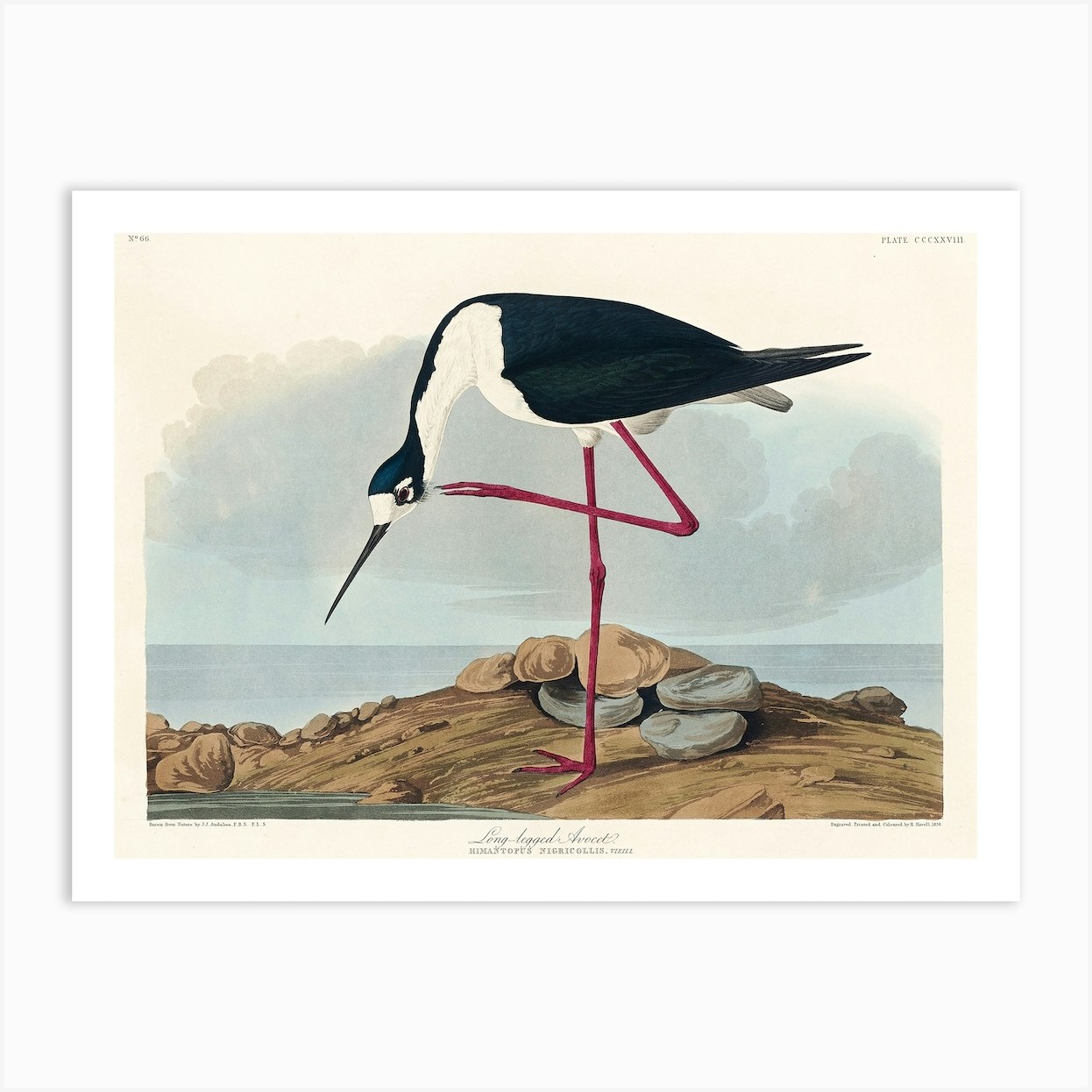 Long Legged Avocet, Birds Of America, John James Audubon Art Print by ...