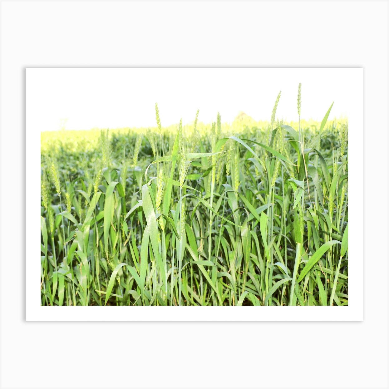 Field Of Wheat Art Print by MdsArts Fy