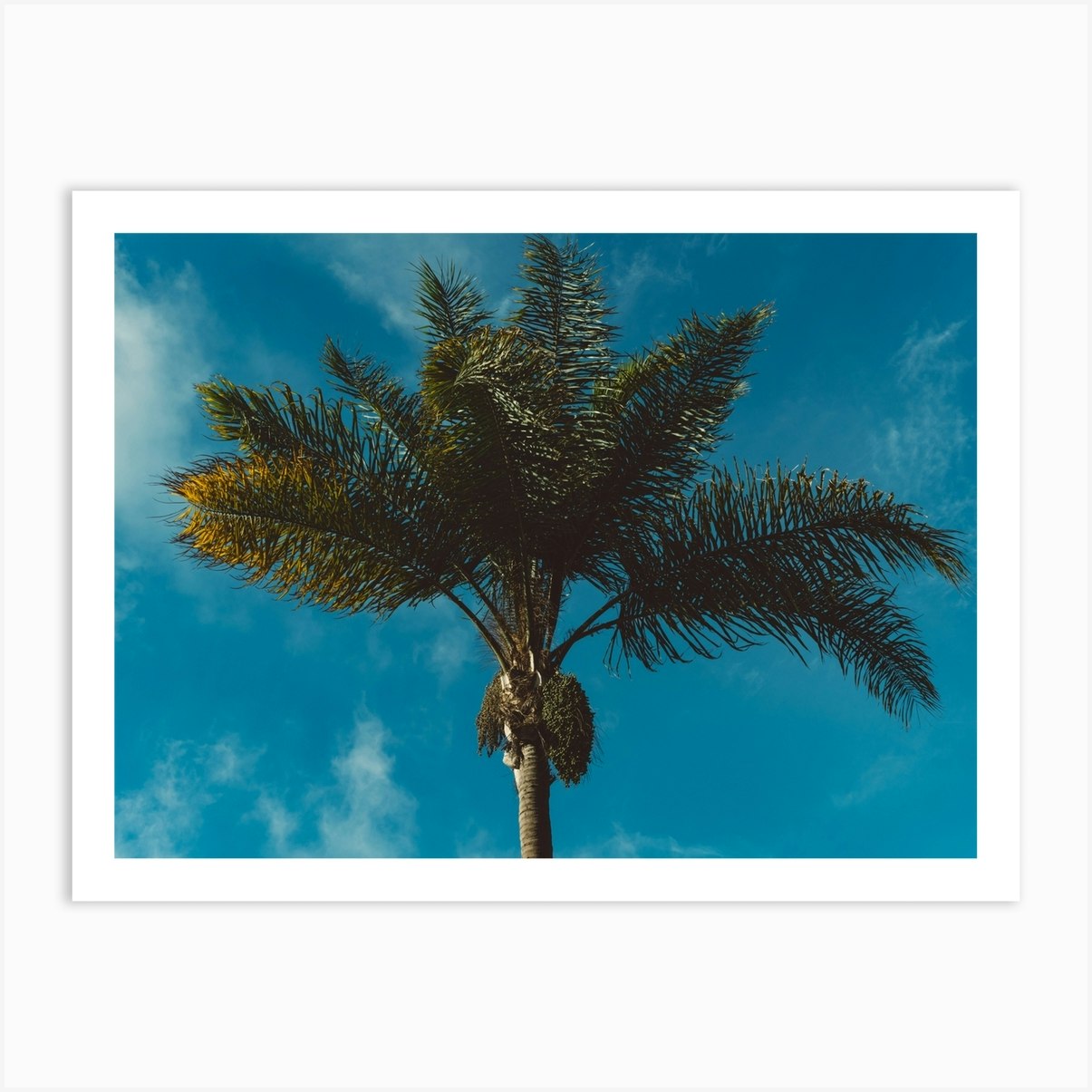 Palm Tree II Art Print by Bethany Young - Fy